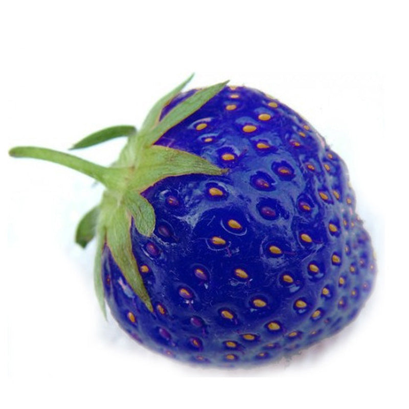 500PCS Blue Strawberry Seeds Heirloom Super Strawberry Garden Seeds Garden Climbing Plant