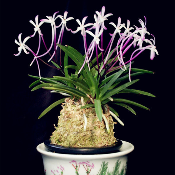 Egrow 100Pcs/Pack Neofinetia Falcata Orchid Seeds Bonsai Flower Plants for Home Garden