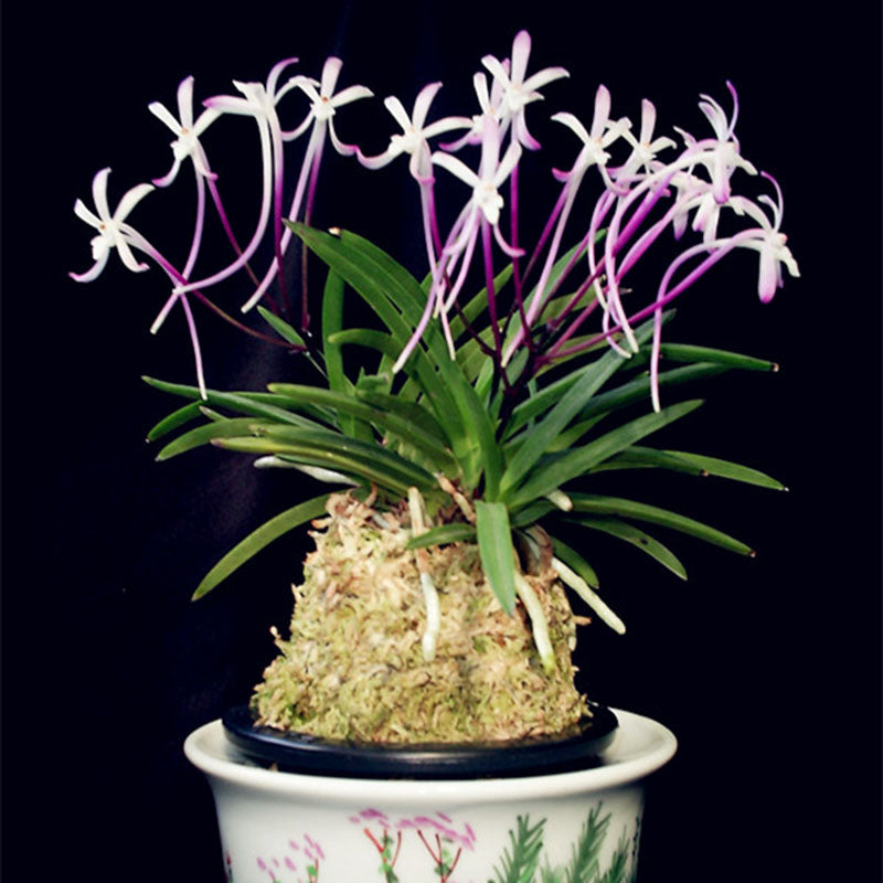 Egrow 100Pcs/Pack Neofinetia Falcata Orchid Seeds Bonsai Flower Plants for Home Garden