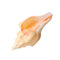 Large 17-20cm Natural Conch Shells Coral Sea Snail Fish Tank Home Ornament Decorations