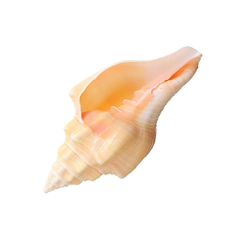 Large 17-20cm Natural Conch Shells Coral Sea Snail Fish Tank Home Ornament Decorations