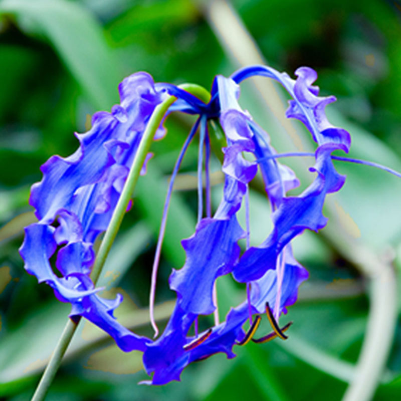 Egrow 50pcs/Bag Blue Flame Lily Seeds Fast Growing Bonsai Seeds Exotic Flowering Plants Seeds