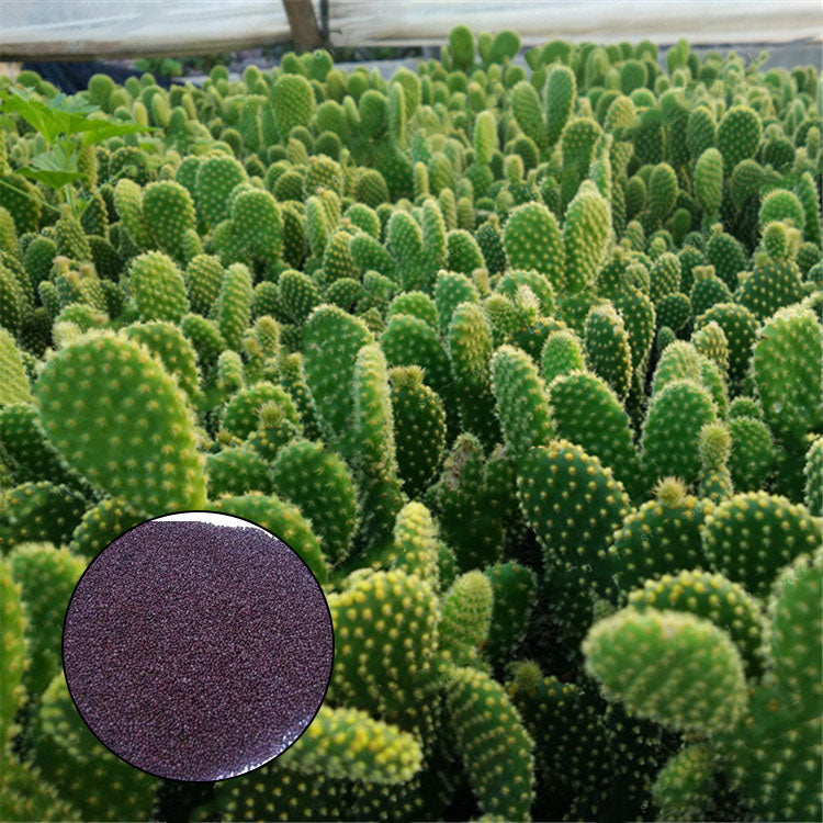 Egrow 100Pcs/Bag Opuntia Microdasys Seeds Bonsai Succulent Plants Green Radiation Protection Cactus
