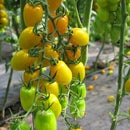 Egrow 100Pcs/Pack Tomato Seeds Beautiful Yellow Pear Tomato Bonsai Potted Organic Vegetable Fruit Tomato Plants