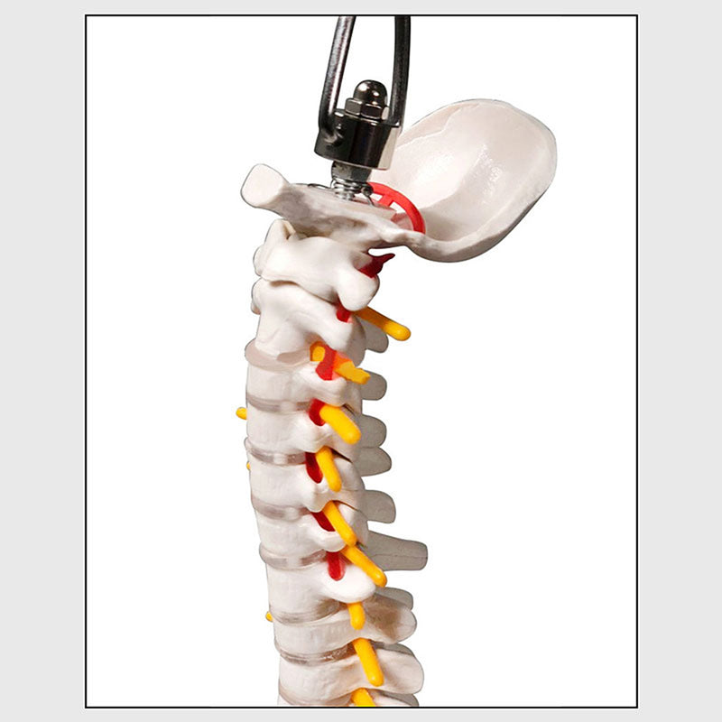 45cm (17.7") Spine Medical Model With Pelvis Femur Heads 1/2 Life Lab Equipment