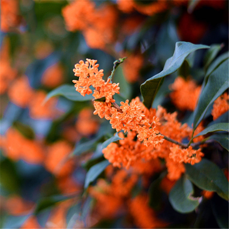 Egrow 30 Pcs/Pack Sweet Scented Osmanthus Tree Seeds Sweet Scented Osmanthus Tree