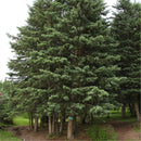 Egrow 60 Pcs/Pack Asperata Seeds Picea Asperata Fir Tree Semente Plant Spruce Tree