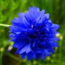 Egrow 100Pcs/Pack Blue Cornflower Centaurea Cyanus Seeds Balcony Patio Garden Flowers Potted Bonsai Plant Seed