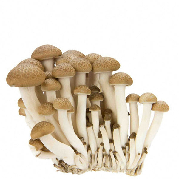 Egrow 50 Pcs/Pack Edible Health Mushrooom Seeds Orangic Vegetable Plants Seeds