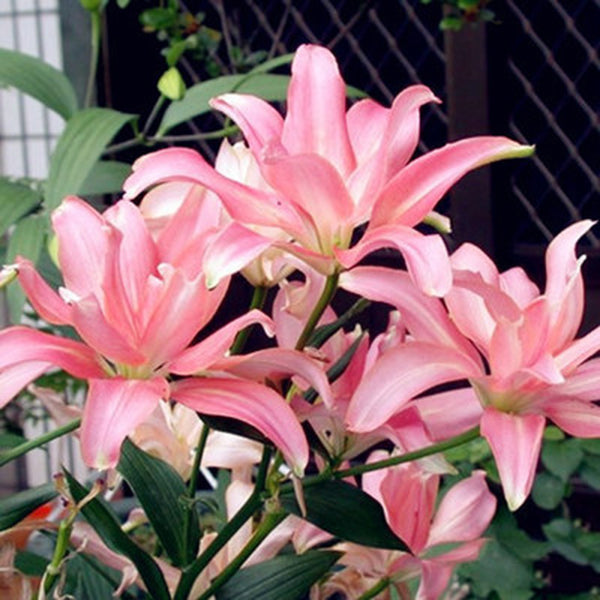 Egrow 100Pcs/Pack Red Lily Flower Seeds Garden Indoor Balcony Decoration Bonsai Plants