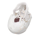Life Size Human Anatomical Anatomy Head Skeleton Skull Teaching Medical Model Precise