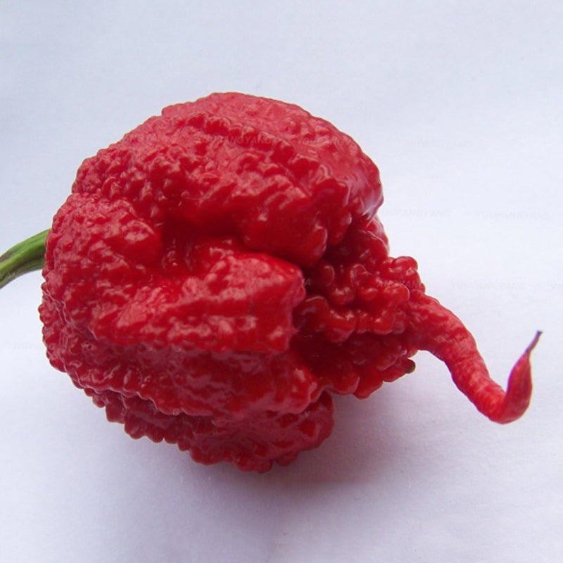 Egrow 50PCS/Pack Pepper Seeds Hottest Pepper Plants World Hottest Pepper Many Kind Of Rare Chili Pepper Plants Home Garden