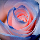 Egrow 100Pca/Pack Blue Purple Rose Seeds Garden Flower Gift Plants Bonsai Seeds