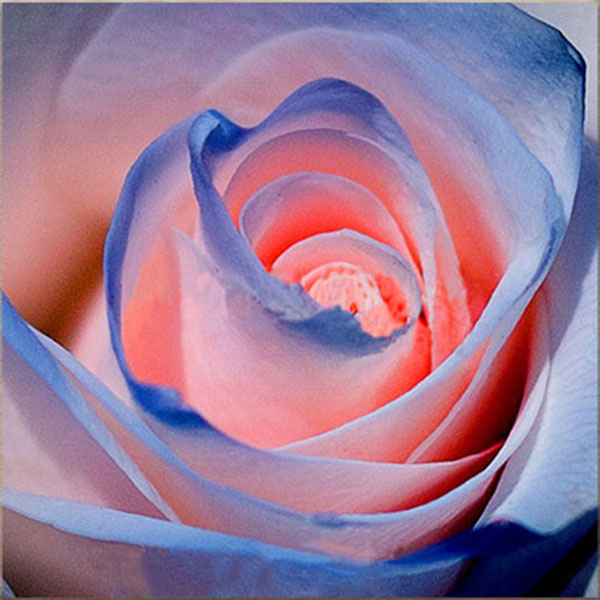 Egrow 100Pca/Pack Blue Purple Rose Seeds Garden Flower Gift Plants Bonsai Seeds