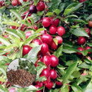Egrow 10Pcs/Bag Cherry Seeds Rosaceae Cherry Plum Shrub Prunus Cerasifera Bonsai Ornamental Plants
