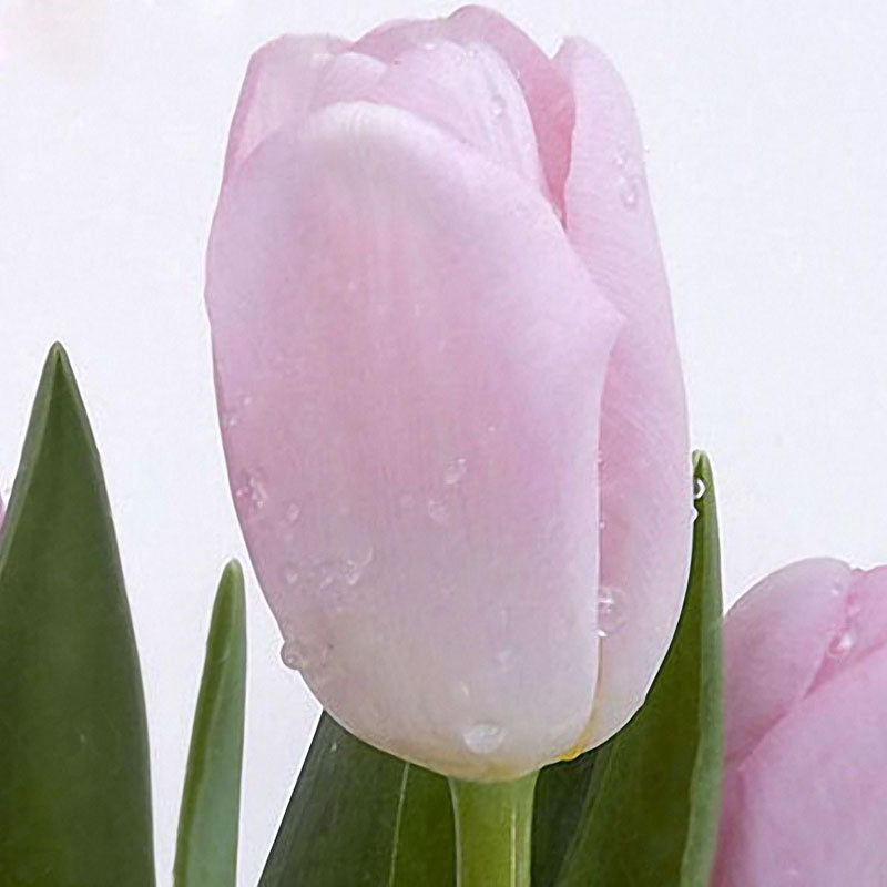 Egrow 10Pcs Perfume Tulip Seed Perennial High-grade Flower Bonsai Seeds Home Garden Planting