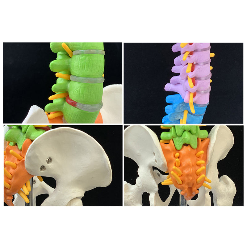 45cm Colorful Vertebral Column Human Spine Anatomical Model Skeleton Medical Science Education