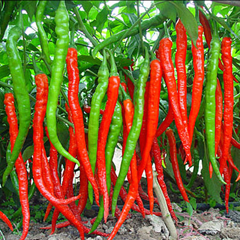 Egrow 100Pcs/Pack Red Pepper Seeds Garden Long Chili Vegetable Seeds Home Kitchen Seasoner