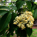 Egrow 100 Pcs/Pack Evodia Seeds Evodia Daniellii Tree Folwer Seeds Home Garden Decoration