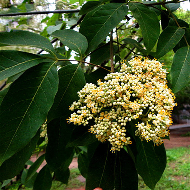 Egrow 100 Pcs/Pack Evodia Seeds Evodia Daniellii Tree Folwer Seeds Home Garden Decoration