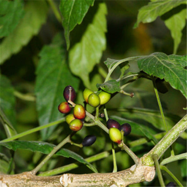 Egrow 40 Pcs/Pack Brucea Javanica Tree Seeds Brucea Javanica Plant Java Brucea Tree Herb