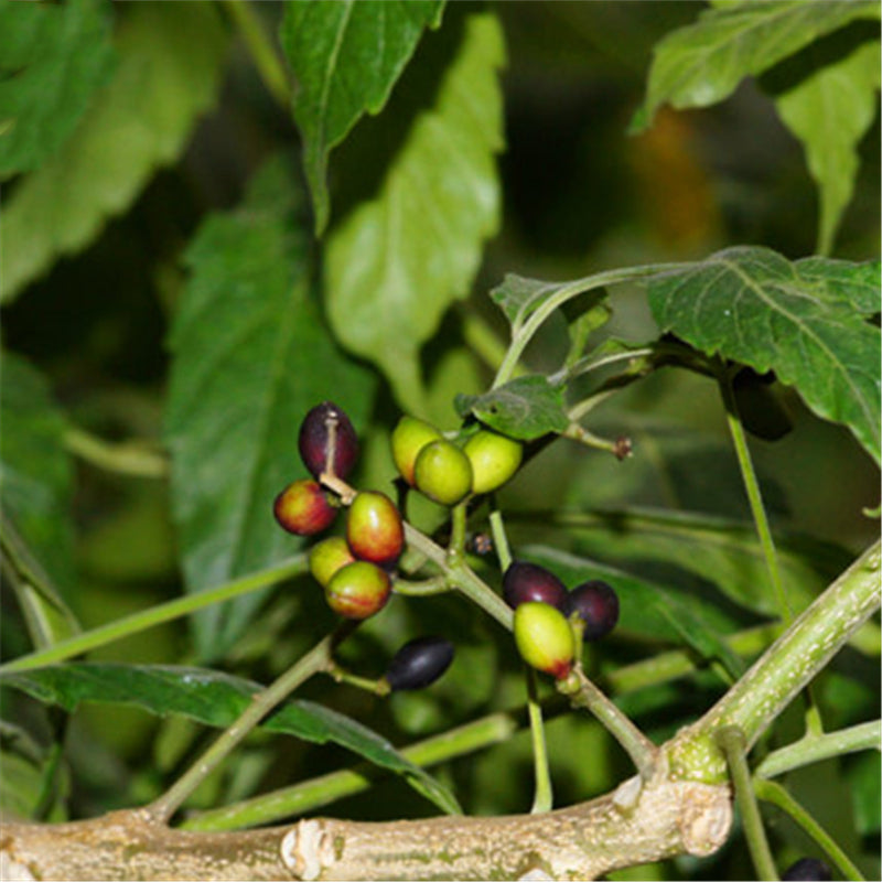 Egrow 40 Pcs/Pack Brucea Javanica Tree Seeds Brucea Javanica Plant Java Brucea Tree Herb