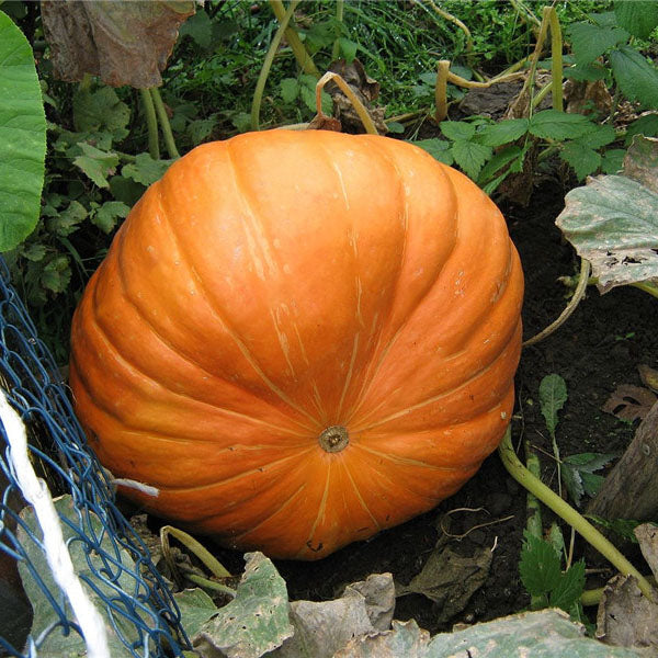 Egrow 10Pcs/Pack Giant Pumpkin Seed Big Squash Ornamental Ground Vegetable Seed Halloween Decoration