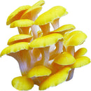 Egrow 50Pcs/Pack Organic Mushroom Seeds Edible Health Vegetable Seeds For Garden Farm Swamm Plants