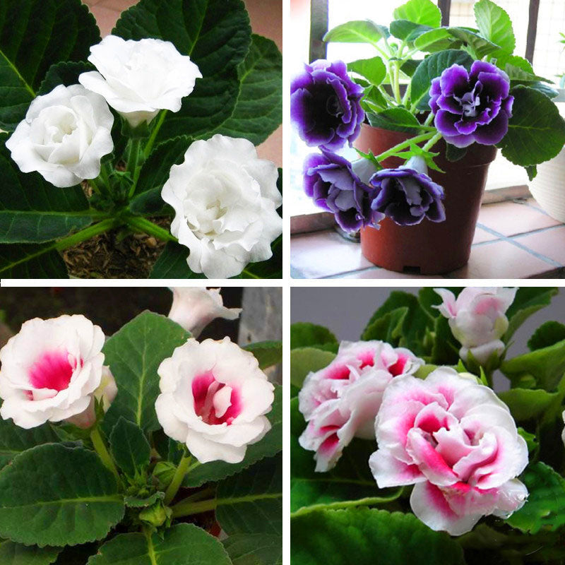 Egrow 100PCS/Pack Gloxinia Seeds 9 Colors Gloxinia Garden Perennial Flowering Plants Sinningia Speciosa Bonsai