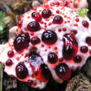 Egrow 100pcs/Bag Honey Mushroom Seeds Special Mushroom Seeds Edible Health Vegetable Mushroom Seeds