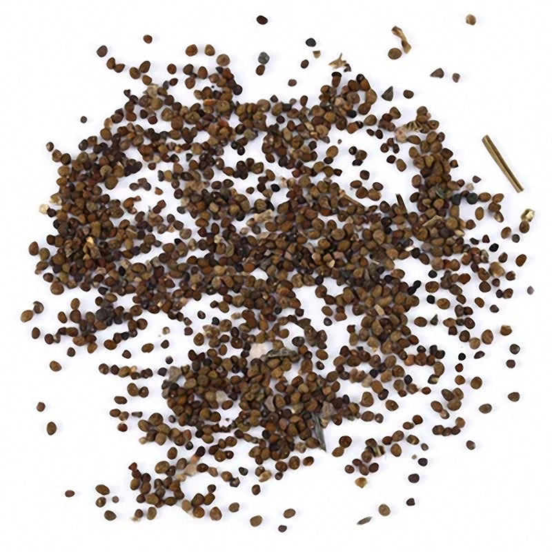 Egrow 100 PCS Blue Lithops Perennial Pseudotruncatella Seeds Kyanite Succulent Garden Plants Seed