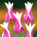 Egrow 50Pcs/Pack Colorful Tulip Seeds Garden Perennial Potted Tulip Flower Plants