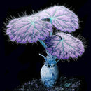 Egrow 100 PCS Geranium Seed Garden Potted Flower Seeds Pelargonium Plant Bonsai Outdoor Flower Seeds