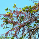 Egrow 30 Pcs/Pack Coriaria Seeds Coriaria Nepalensis Tree Plant Home Garden Plant