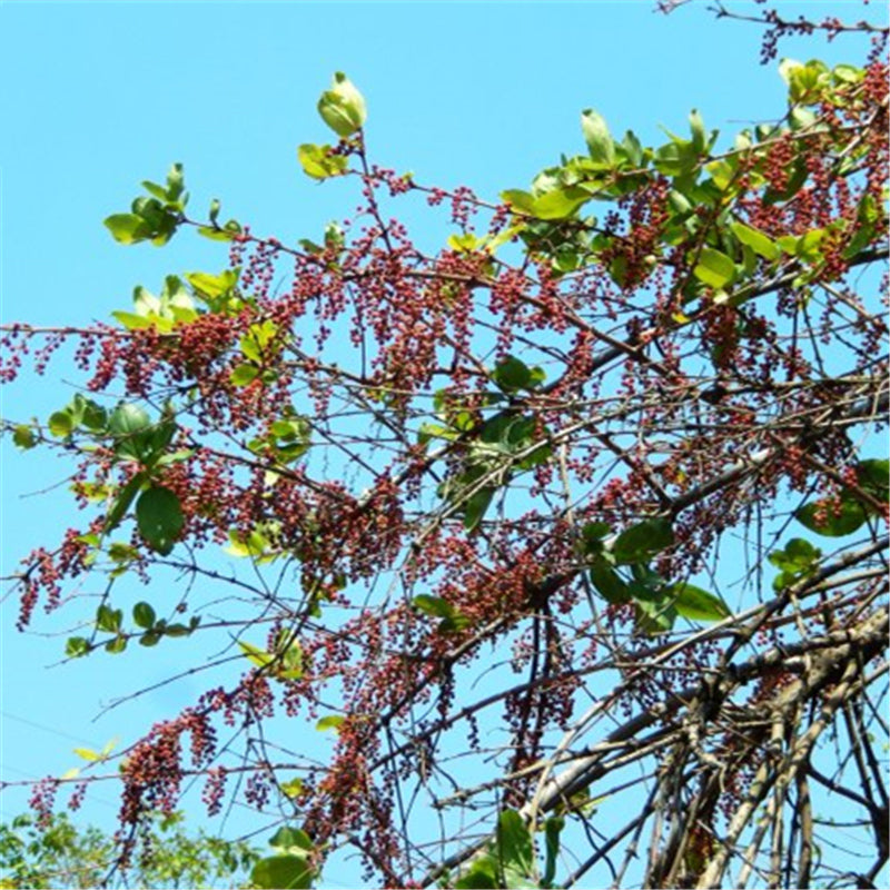 Egrow 30 Pcs/Pack Coriaria Seeds Coriaria Nepalensis Tree Plant Home Garden Plant