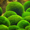 Egrow 1000 PCS Aquarium Fish Tank Grass Seeds Water Aquatic Plant Seeds Ornamental Lawn Grass