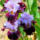 Egrow 100PCS/Bag Iris Orchids Seeds Rare Mixed Iris Bonsai Orchids Indoor Plants Beautiful Home Garden Planting Bonsai