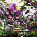 Egrow 100Pcs Home Gardening Clematis Floride Thunb Flower Seeds Home Bonsai Plant
