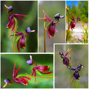 Egrow 100Pcs/Pack Caleana Major Flying Duck Orchid Seeds Garden Potted Decor Flowers Plants Seeds