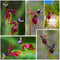Egrow 100Pcs/Pack Caleana Major Flying Duck Orchid Seeds Garden Potted Decor Flowers Plants Seeds