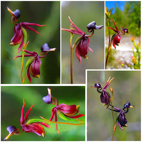 Egrow 100Pcs/Pack Caleana Major Flying Duck Orchid Seeds Garden Potted Decor Flowers Plants Seeds