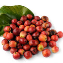 Egrow 10 Pcs/Pack Coffee Beans Seeds Garden Organic Refreshing Food Bonsai Coffee Plant Seed