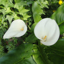 Egrow 50 PCS Calla Lily Seeds Tropic Beautifying Plants Garden Potted Flowers Perennial Lily Seeds