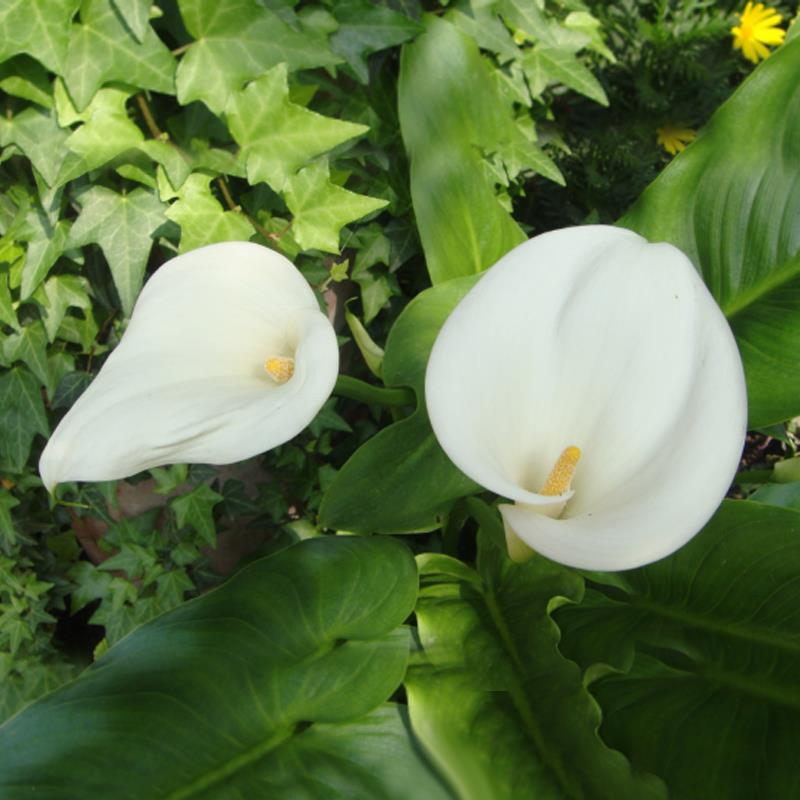 Egrow 50 PCS Calla Lily Seeds Tropic Beautifying Plants Garden Potted Flowers Perennial Lily Seeds