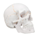 Life Size Human Anatomical Anatomy Head Skeleton Skull Teaching Medical Model Precise