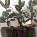 Egrow 50Pcs/Pack Indian Rubber Tree Seeds Rare Bonsai Ficus Elastica Plants Indoor Purify Air Anti Radiation Plant