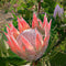 Egrow 50Pcs/Pack Protea Cynaroides Seeds Rare Bonsai Potted Flower Seed Home Garden Plants