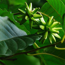 Egrow 50 Pcs/Pack Camptotheca Seeds Camptotheca Tree Plant Home Garden Tree