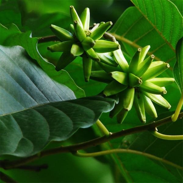 Egrow 50 Pcs/Pack Camptotheca Seeds Camptotheca Tree Plant Home Garden Tree