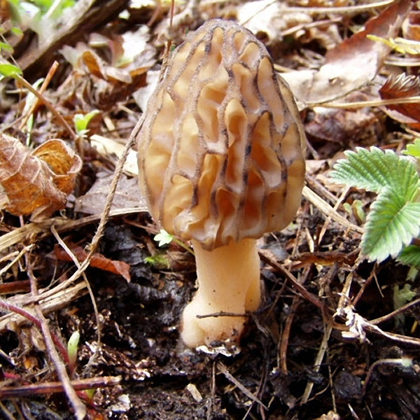Egrow 100Pcs/Bag Morel Mushroom Strains Seeds Garden Planting Edible Eryngii Vegetable Seeds